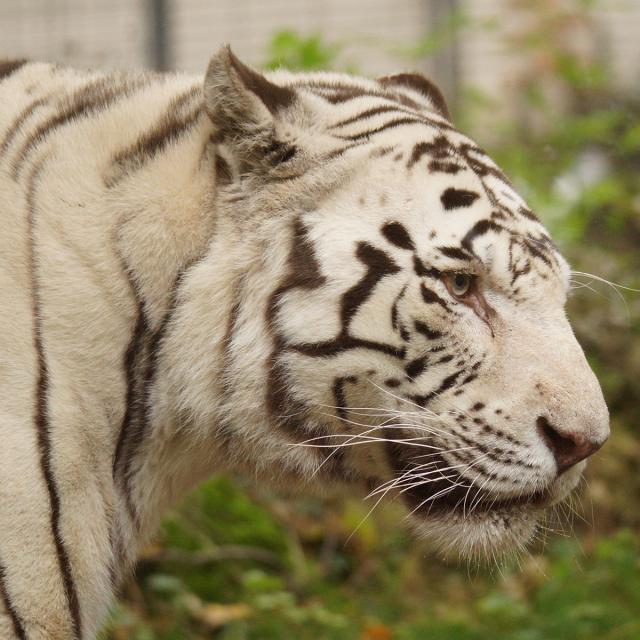 ZooParc de Beauval