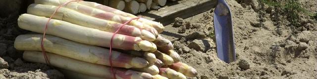 Terroir Asperges de Sologne