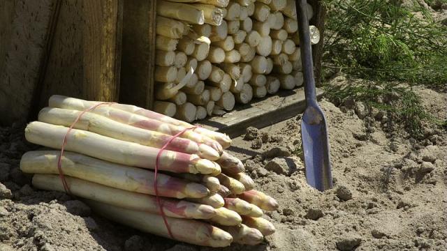 Terroir Asperges de Sologne