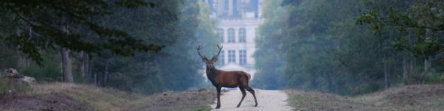 Cerf Devant Chambord