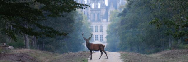 Cerf Devant Chambord