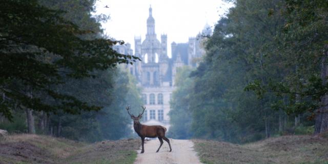 Cerf Devant Chambord