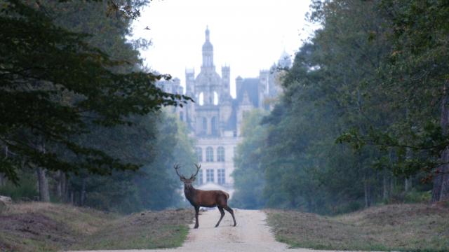 Cerf Devant Chambord