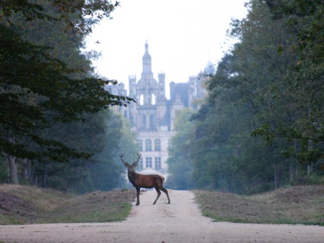 Cerf Devant Chambord