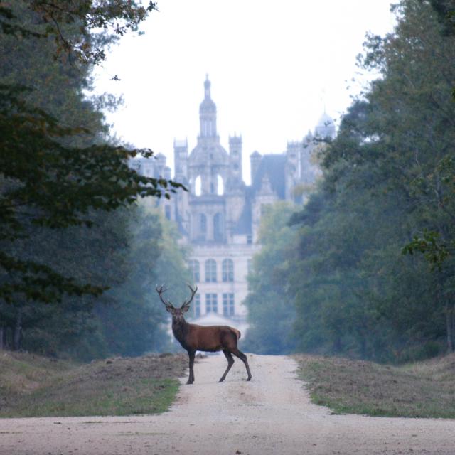 Cerf Devant Chambord