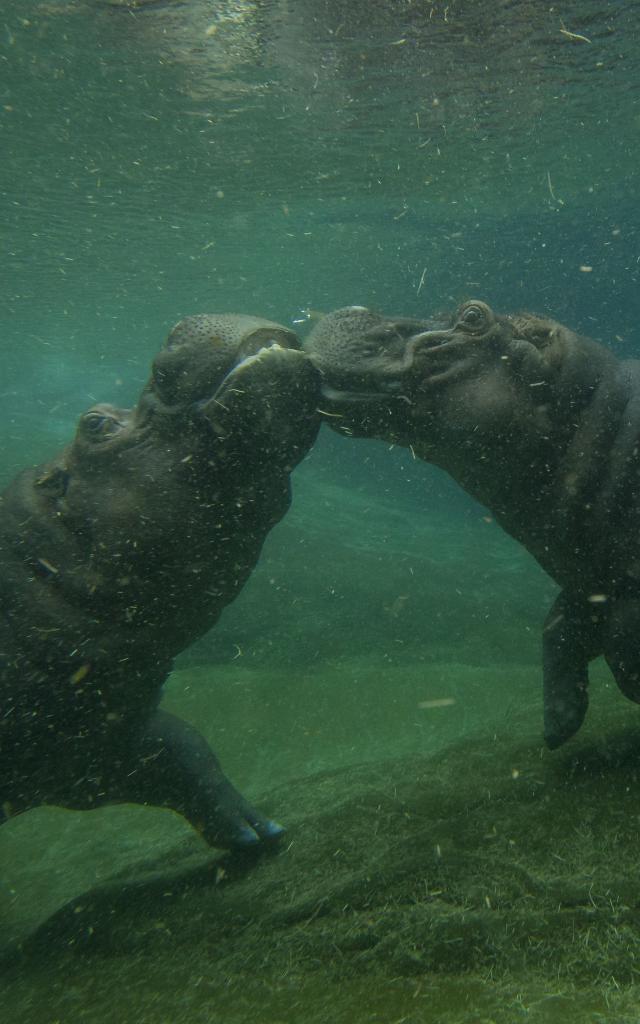 ZooParc de Beauval