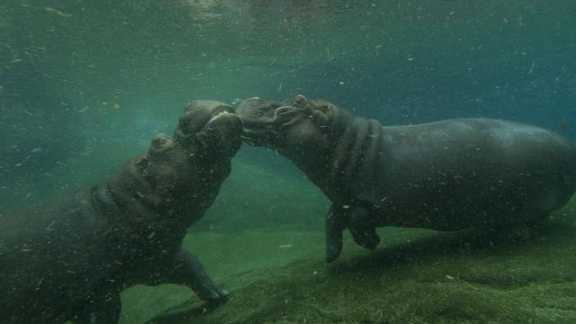 ZooParc de Beauval