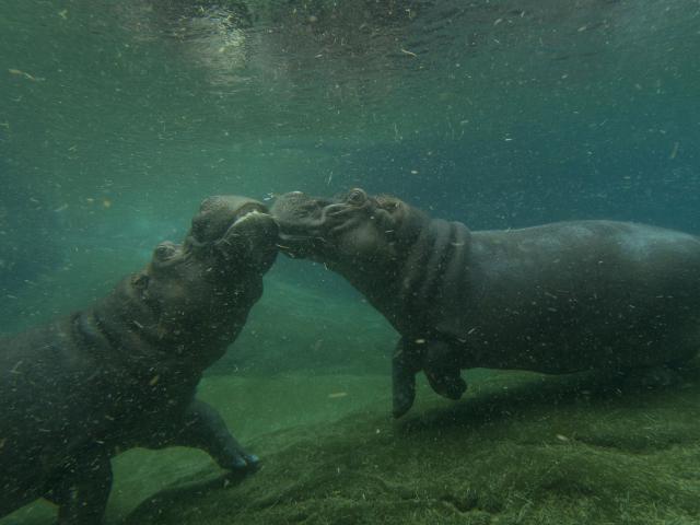 ZooParc de Beauval