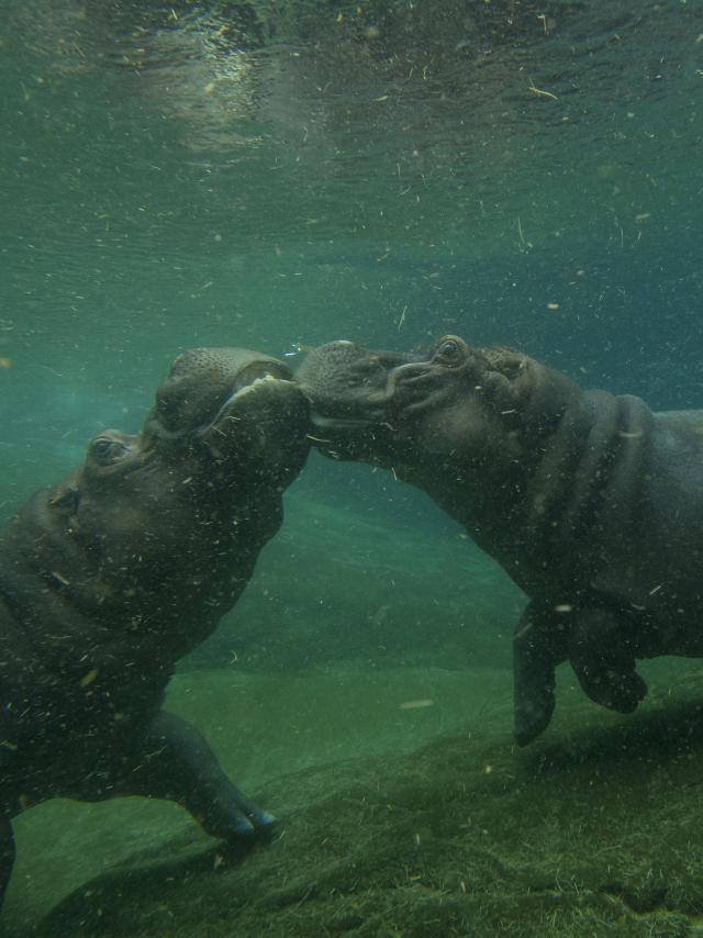 ZooParc de Beauval