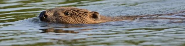 Castor sur la Loire