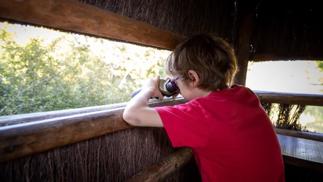 Observation à Chambord