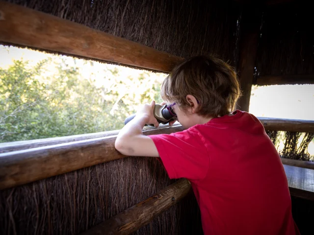 Observation à Chambord