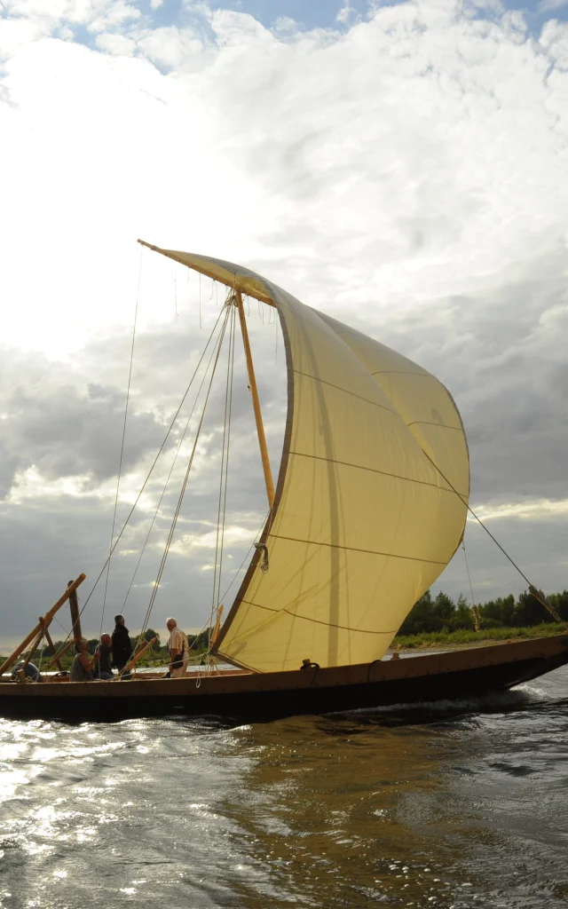 Saponaire sur la Loire