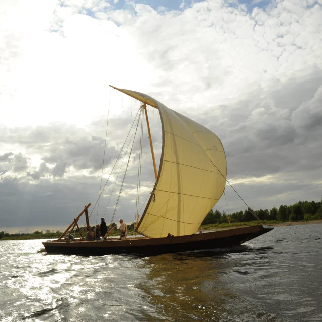 Saponaire sur la Loire