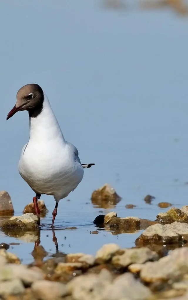 mouette-rieuse-2-fh-guilly-0609re-1920x1275-1.jpg