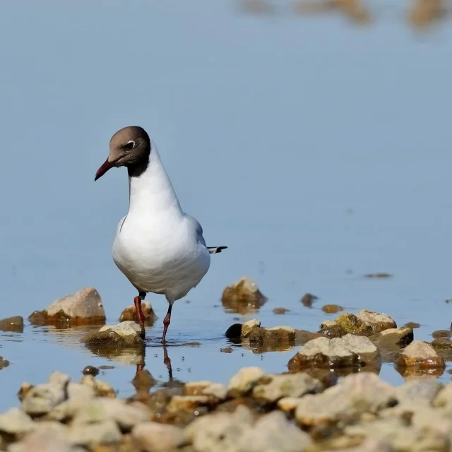 mouette-rieuse-2-fh-guilly-0609re-1920x1275-1.jpg