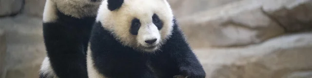 Panda Jumelles Zooparc De Beauval