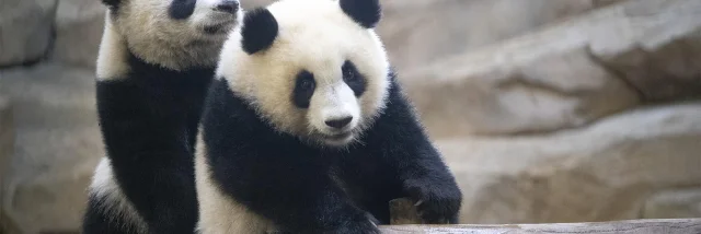 Panda Jumelles Zooparc De Beauval