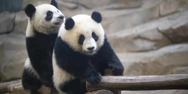 Panda Jumelles Zooparc De Beauval