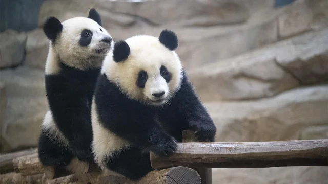 Panda Jumelles Zooparc De Beauval