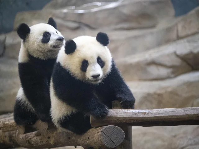 Panda Jumelles Zooparc De Beauval