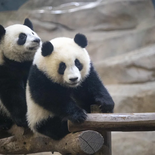 Panda Jumelles Zooparc De Beauval