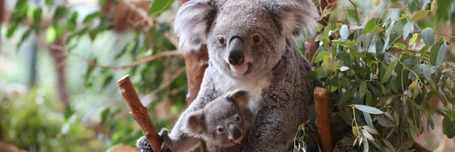 Koalas Zooparc De Beauval 01