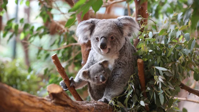 Koalas Zooparc De Beauval 01