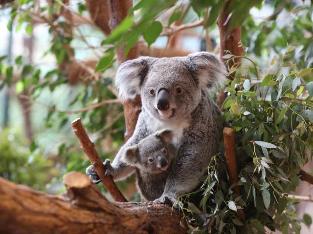 Koalas Zooparc De Beauval 01