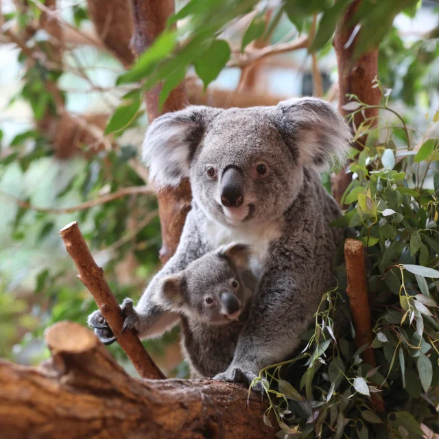 Koalas Zooparc De Beauval 01