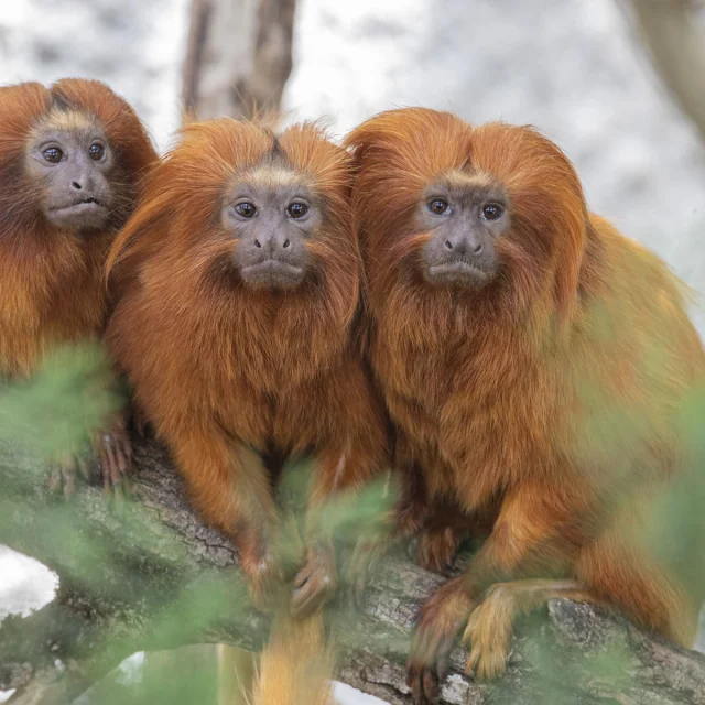 Dome Equatorial Tamarins Lions Dores