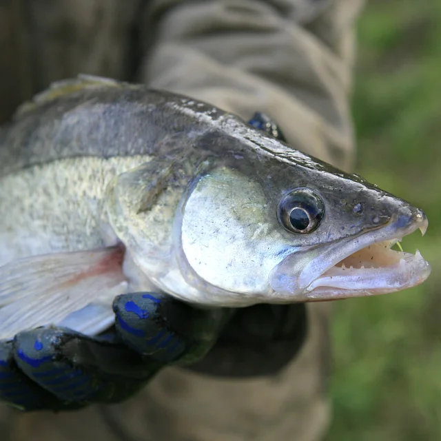 Pêche à l'étangs de Ciran