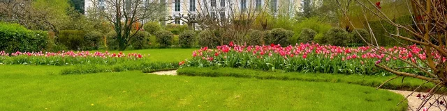 Les Tulipes du château de Cheverny