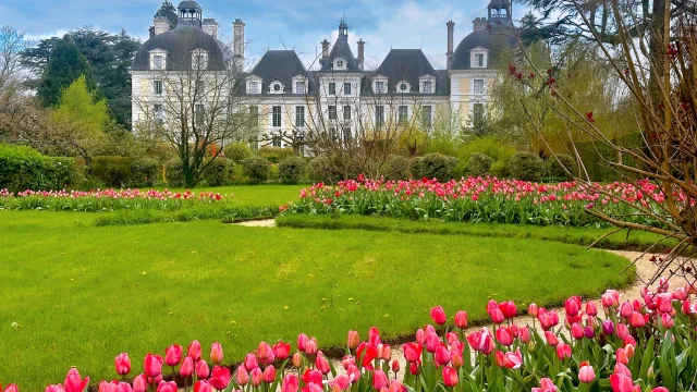 Les Tulipes du château de Cheverny