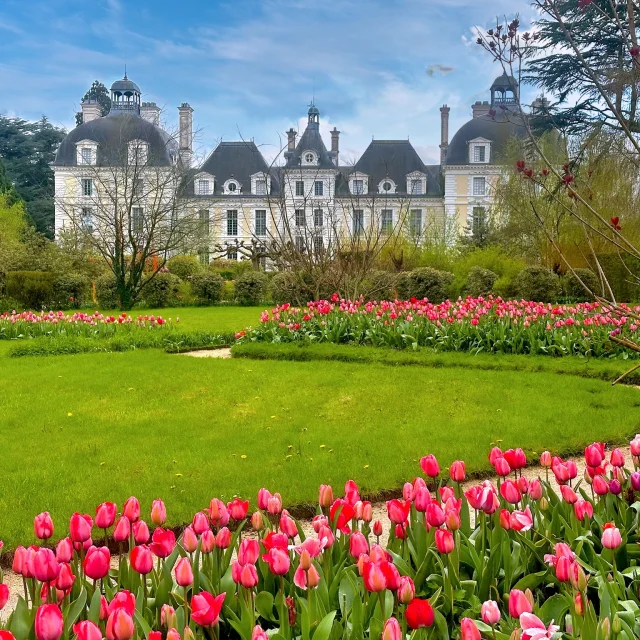 Les Tulipes du château de Cheverny