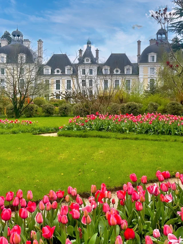 Les Tulipes du château de Cheverny