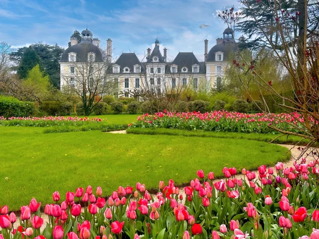 Les Tulipes du château de Cheverny